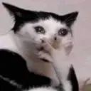Nhãn dán