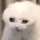 Nhãn dán