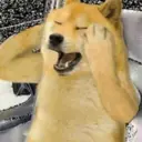 贴纸
