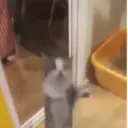 Límmiði
