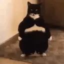 Límmiði