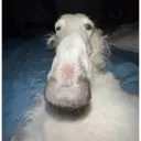 Çıkartma