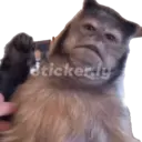 Límmiði
