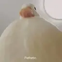 ملصق