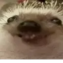 Samolepka