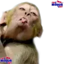 స్టికర్