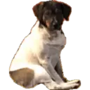 Stika