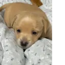 Stika