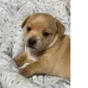 Stika