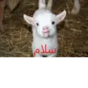 اسٹیکر