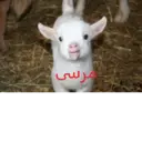 اسٹیکر