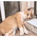 ස්ටිකර්