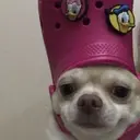 Figurinha