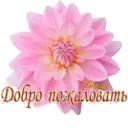 স্টিকার