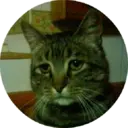 Կպչուն պիտակ