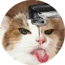 Կպչուն պիտակ