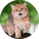 Կպչուն պիտակ