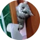 Կպչուն պիտակ