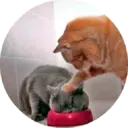 Կպչուն պիտակ