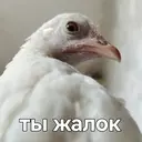 Стикер