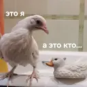 Стикер