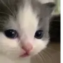 اسٹیکر