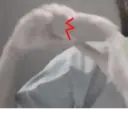 Կպչուն պիտակ