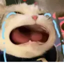 Կպչուն պիտակ