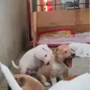 Կպչուն պիտակ