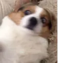 Կպչուն պիտակ