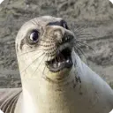 Կպչուն պիտակ