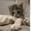 Կպչուն պիտակ