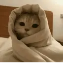 Կպչուն պիտակ