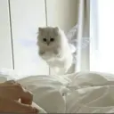 Կպչուն պիտակ