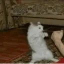 Կպչուն պիտակ