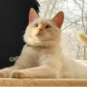 Çıkartma