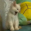 Çıkartma