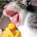 ස්ටිකර්