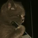 ஸ்டிக்கர்