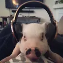 สติกเกอร์