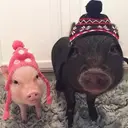 สติกเกอร์