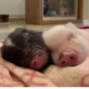 สติกเกอร์