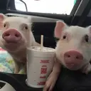 สติกเกอร์