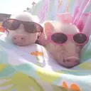 สติกเกอร์