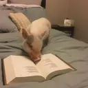 สติกเกอร์