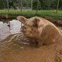 สติกเกอร์