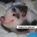 สติกเกอร์