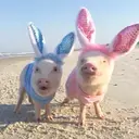 สติกเกอร์