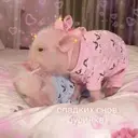 สติกเกอร์