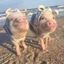 สติกเกอร์